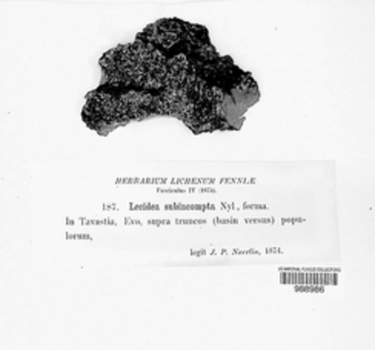 Toniniopsis subincompta image